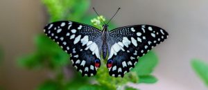 Read more about the article Bali Butterfly Park Tour