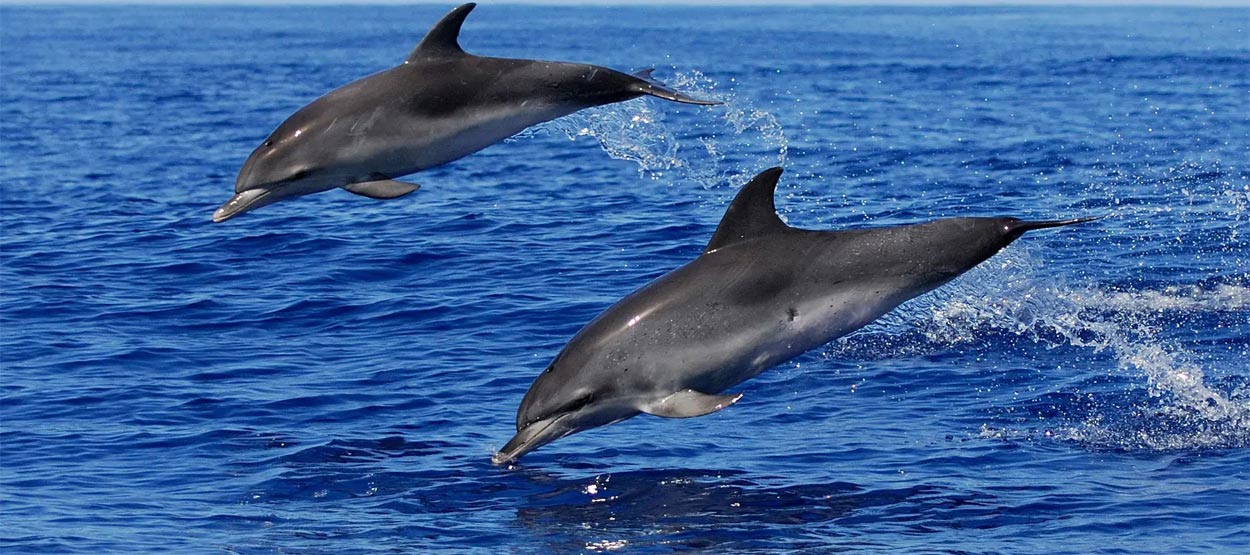 Read more about the article Lovina Dolphin Tour